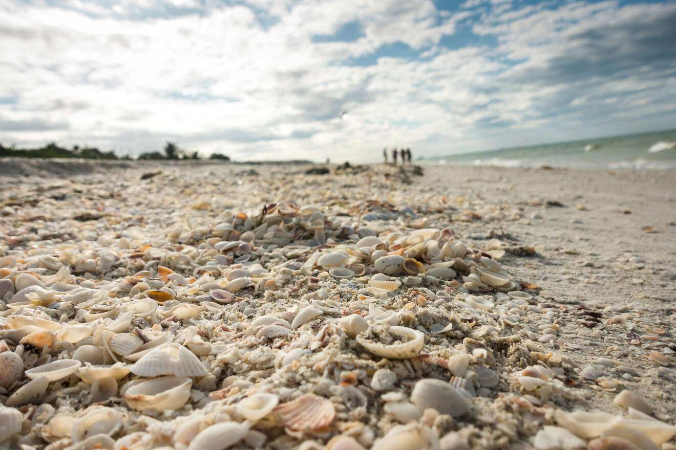 seashells on the beach